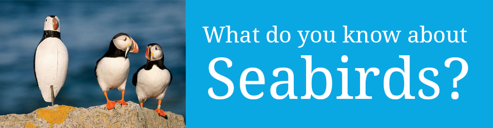 Seabirds Quiz