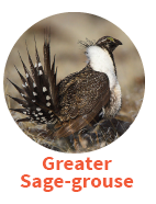 Greater Sage-Grouse