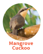 Mangrove Cuckoo