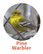 Pine Warbler