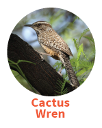 Cactus Wren