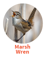 Marsh Wren