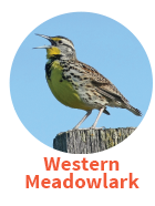 Western Meadowlark