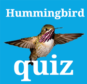 Hummingbird Quiz