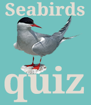 Seabird Quiz