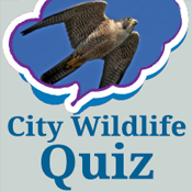 City Wildlife quiz