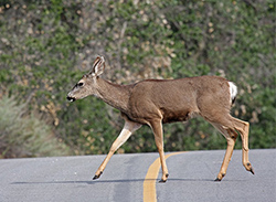 deer