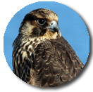peregrine falcon
