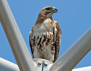 Red-tailed hawk