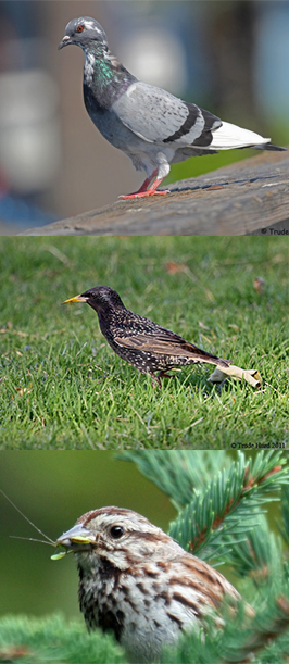 birds