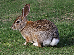 rabbit
