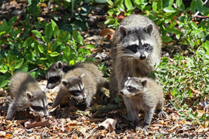 raccoons