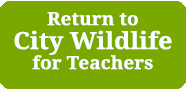 Return to City wildlife for Teachers
