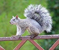 Western gray squirrel