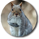 squirrel