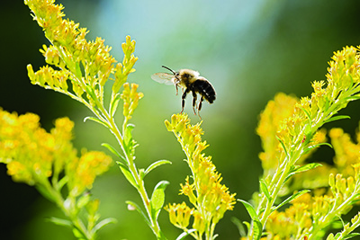 longhorn bee