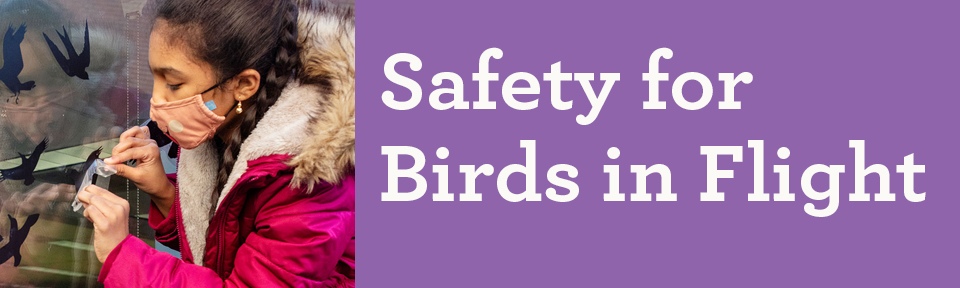 Bird_Safety