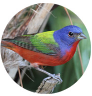 Painted bird essays