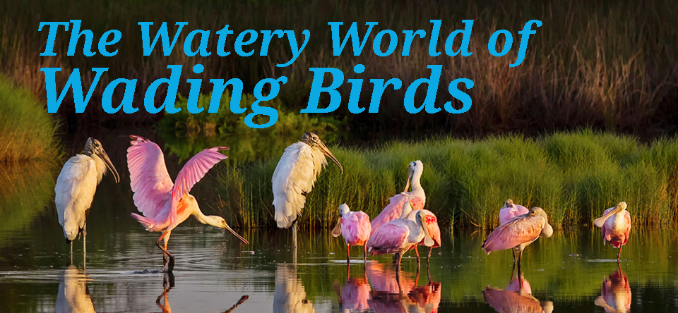 wading birds banner