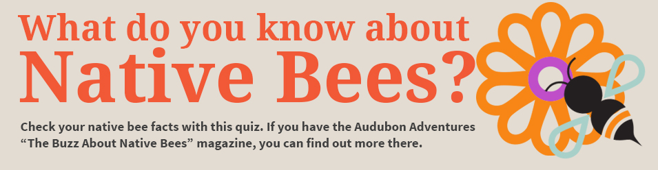 Native Bee Quiz