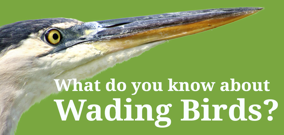 Wading birds quiz