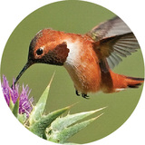 rufous